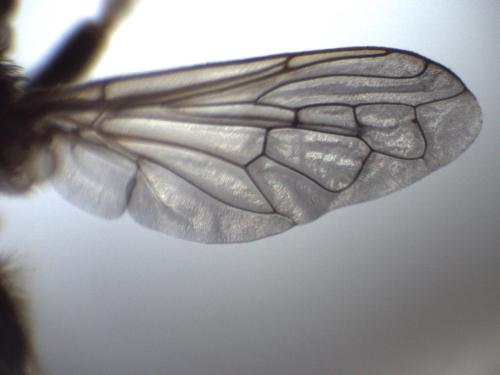 Microdon sp.